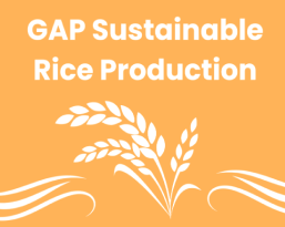 ข้าวหอมมะลิไทย